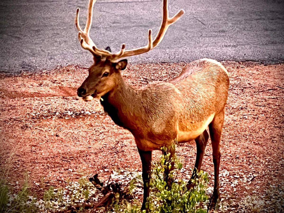 Hidden Gem Retreat In The Heart Of Payson Villa Luaran gambar